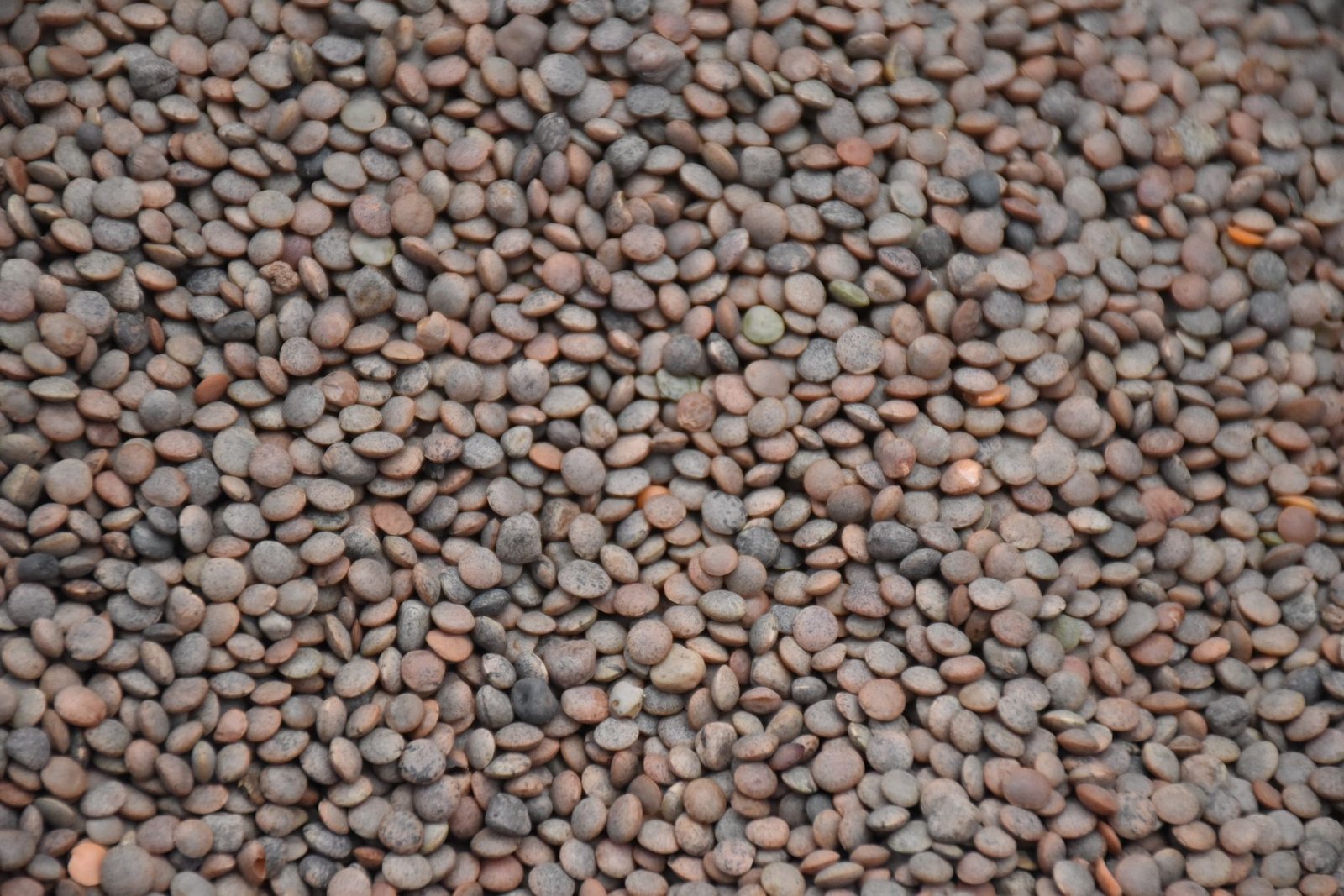 Gros plan sur des lentilles brunes