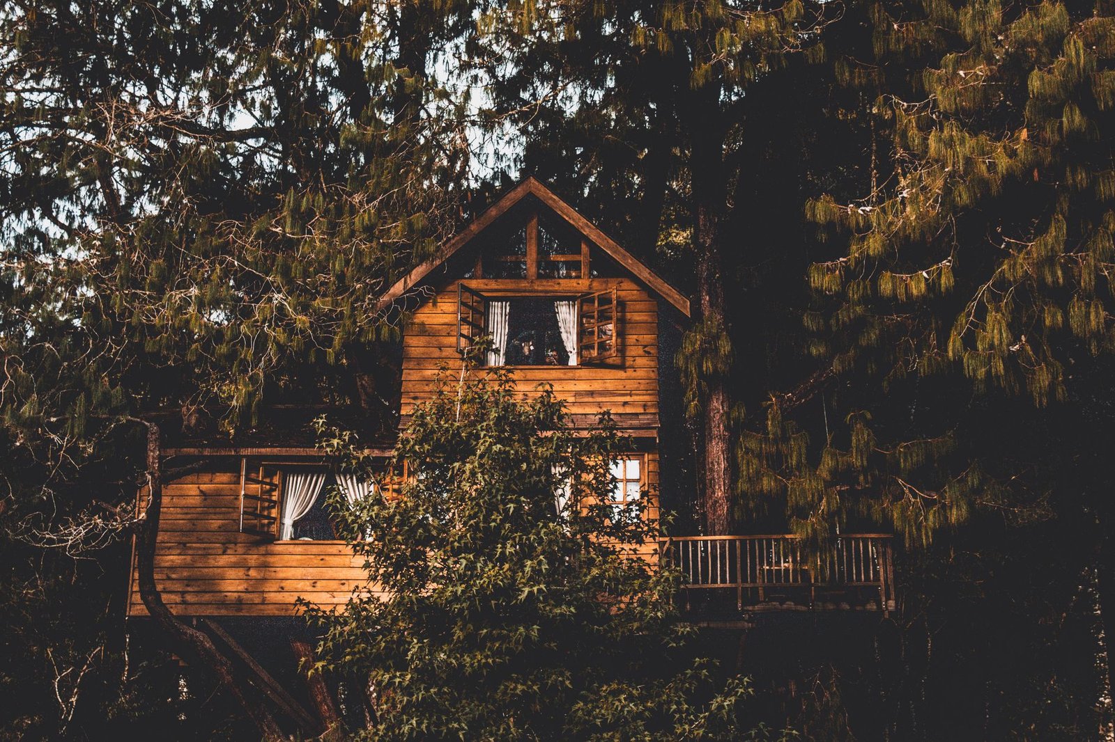 Cabane perchée dans les arbres au milieu de la forêt