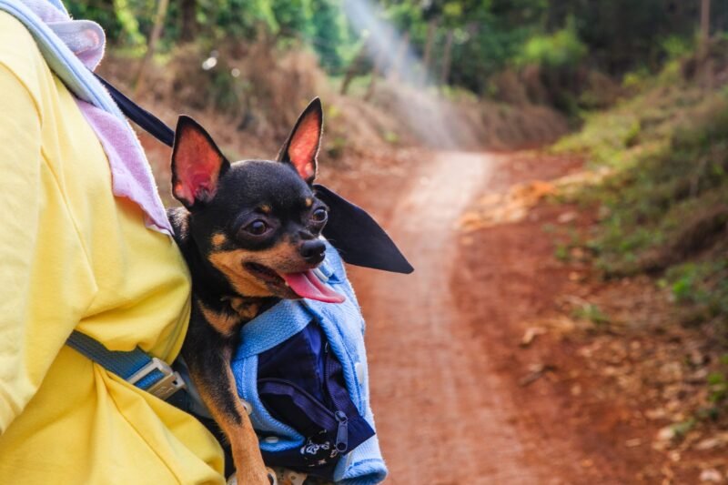 Chihuahua dans un sac à dos de transport en pleine nature
