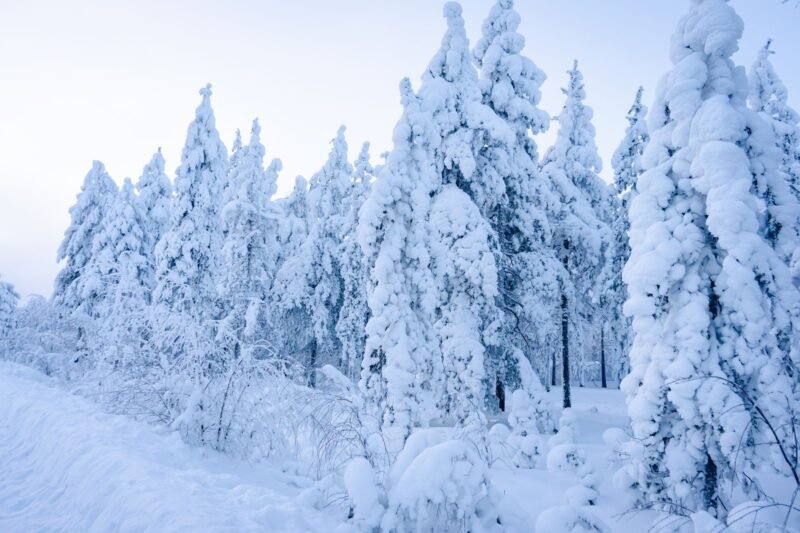Forêt de sapins couverts d'une épaisse couche de neige en Laponie finlandaise sous un ciel clair