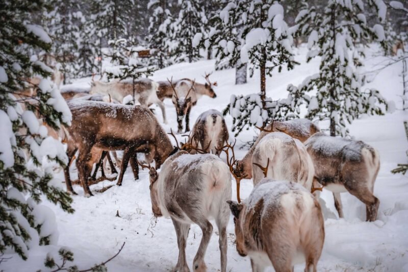 Troupeau de rennes dans une forêt enneigée de la région d'Inari en Laponie finlandaise