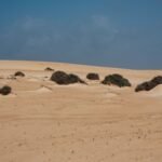 Dunes de sable blond parsemées de touffes de végétation sous un ciel bleu à Fuerteventura