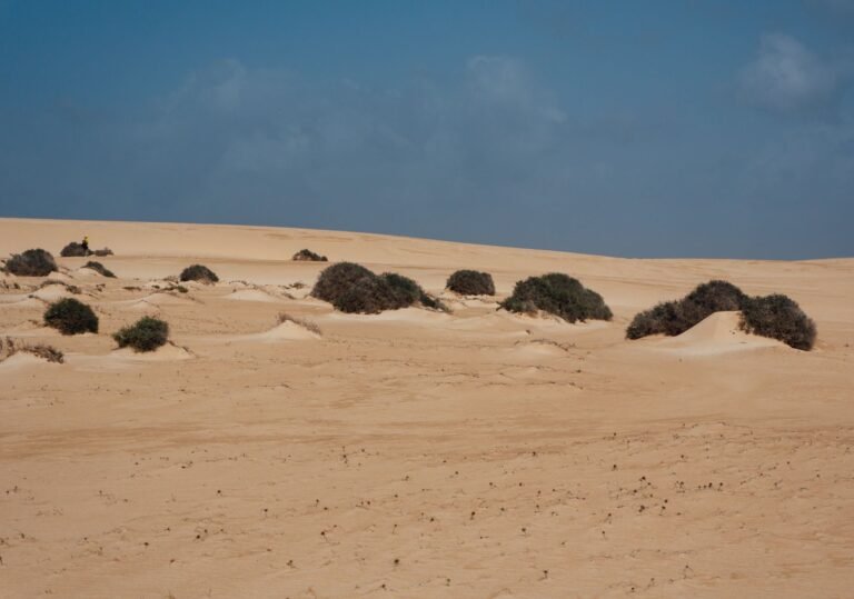 Dunes de sable blond parsemées de touffes de végétation sous un ciel bleu à Fuerteventura