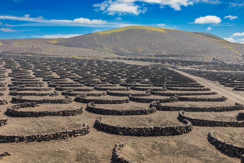Vignes de La Geria plantées dans des cuvettes de cendre volcanique, entourées de murets de pierre